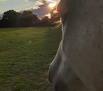 Equestrian Therapy