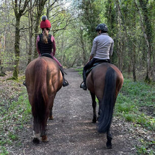 Equine Therapy